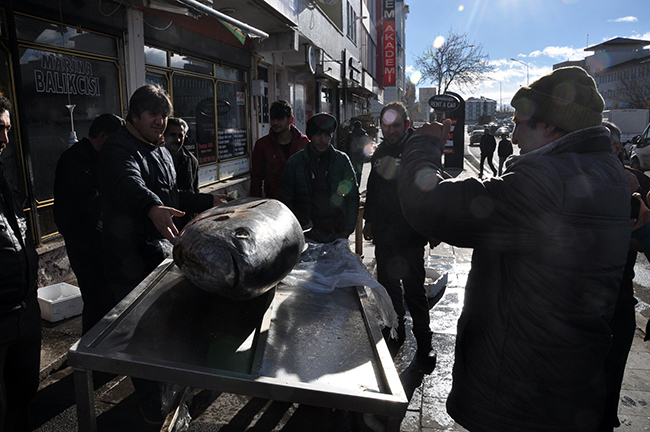 kars'ta-250-kiloluk-dev-orkinos-ilgi-odagi-oldu-(2).jpg