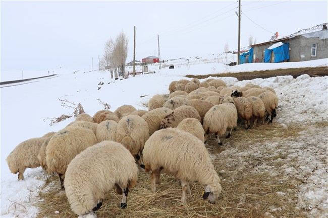 karsta-genc-ciftci-projesi-meyvelerini-veriyor-(2).jpg