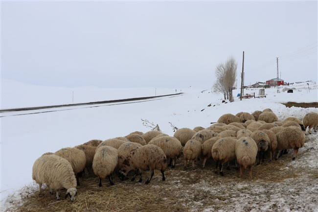 karsta-genc-ciftci-projesi-meyvelerini-veriyor-(7).jpg