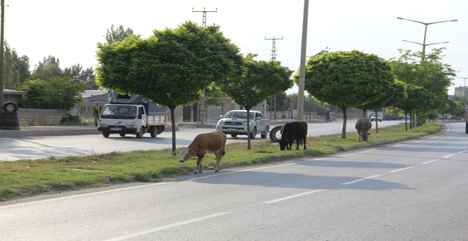 15.20130723112650..gif