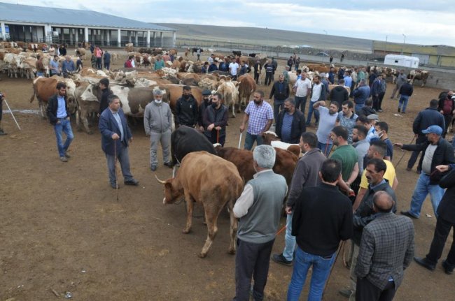 kars’ta-kuraklik-kurban-satislarini-olumsuz-etkiledi-(1).jpg