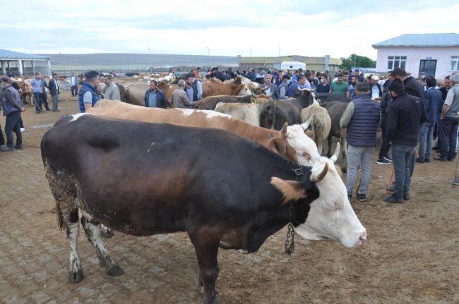 kars’ta-kuraklik-kurban-satislarini-olumsuz-etkiledi-(2).jpg