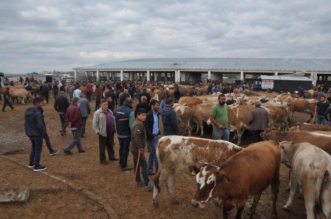 kars’ta-kuraklik-kurban-satislarini-olumsuz-etkiledi-(5).jpg