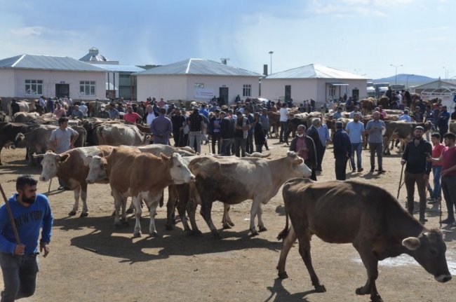 kars’ta-kurbanlik-cok-alan-yok-(4).jpg