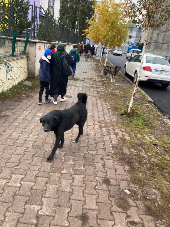 kars’ta-sokak-kopekleri-ogrencileri-tedirgin-ediyor-(2).jpeg