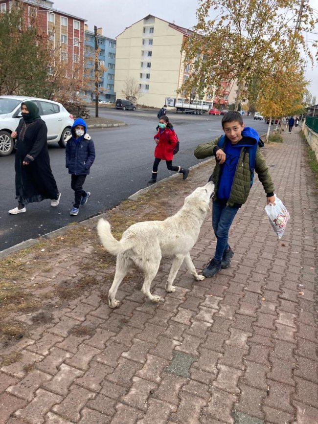 kars’ta-sokak-kopekleri-ogrencileri-tedirgin-ediyor-(3).jpeg