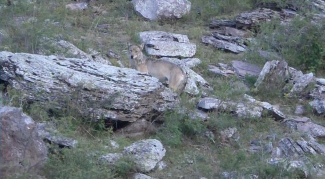 kars-gole-yoluna-kurtlar-indi-(1).jpg