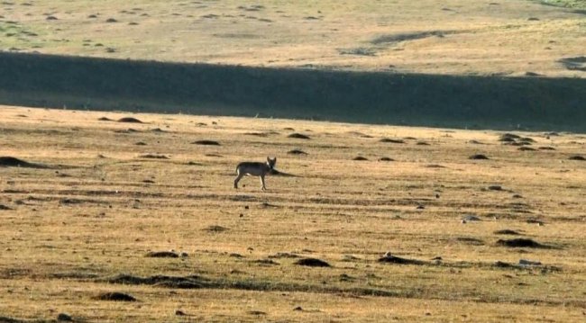 kars-gole-yoluna-kurtlar-indi-(3).jpg