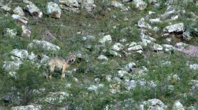 kars-gole-yoluna-kurtlar-indi-(4).jpg