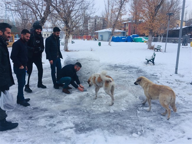 karsta-ak-genclikten-sokak-hayvanlari-icin-seferberlik-(6).jpg