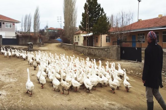 kirsehir’den,-kars’a-kaz-gelmeye-basladi-(3).jpg