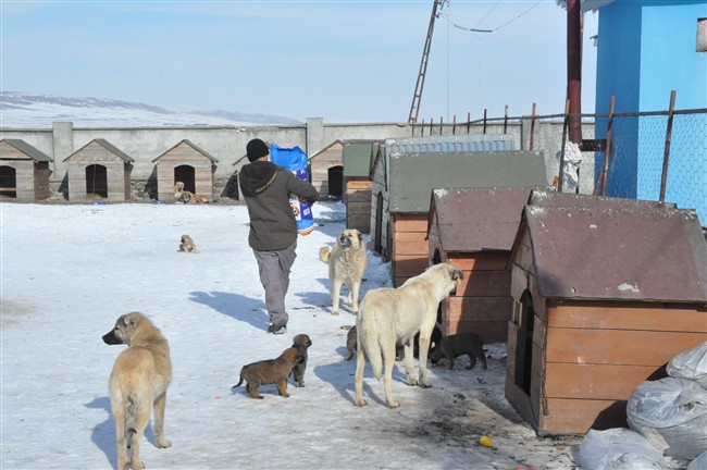 sokak-hayvanlarinin-imdadina-kars-belediyesi-yetisiyor-(1).jpg