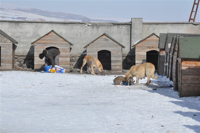 sokak-hayvanlarinin-imdadina-kars-belediyesi-yetisiyor-(2).jpg